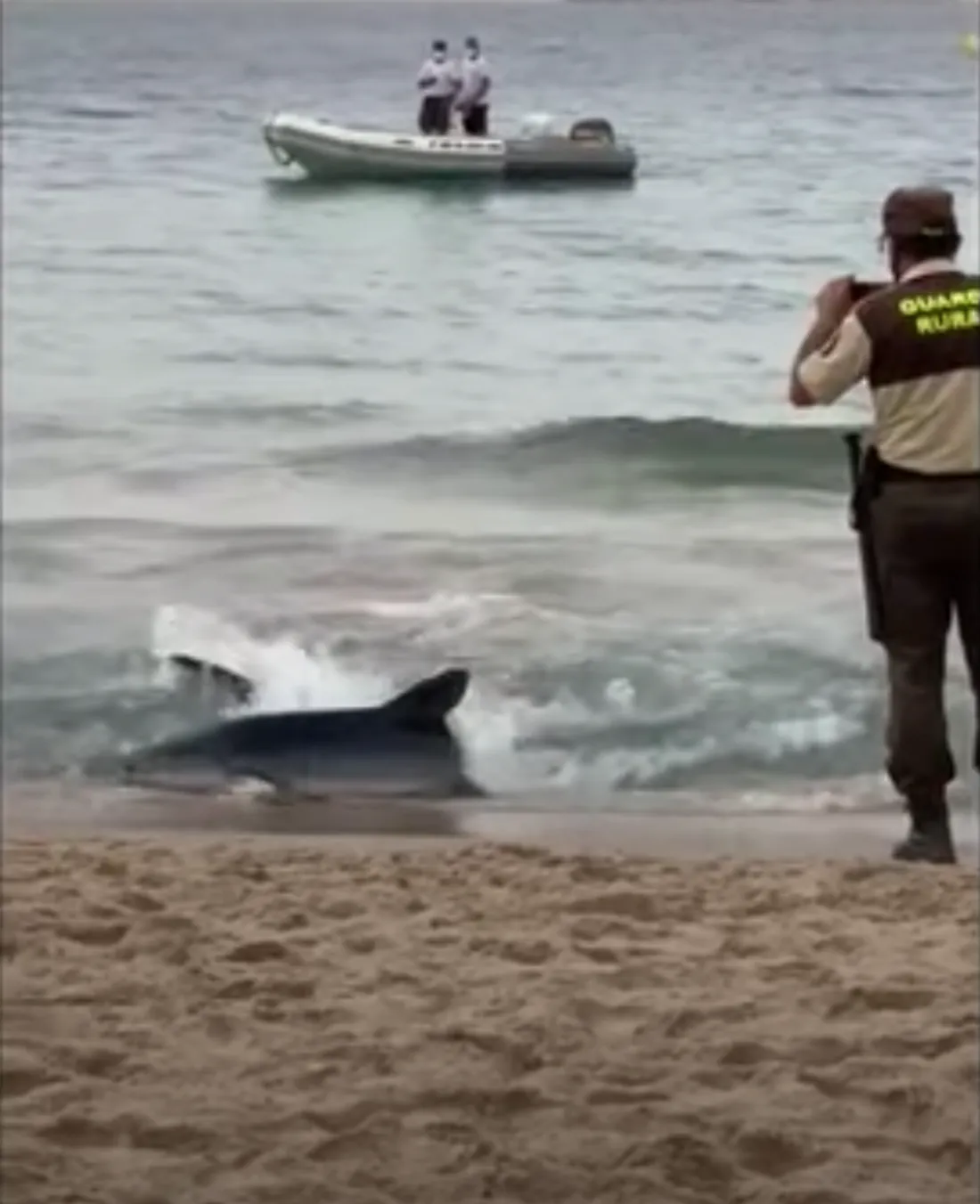 Un requin sur la plage de Benidorm